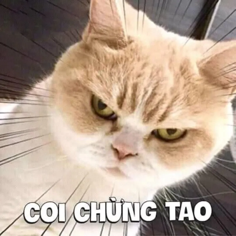avatar-meme-cute-006-1 Hình ảnh meme bựa là những lựa chọn cực kỳ hài hước và thú vị