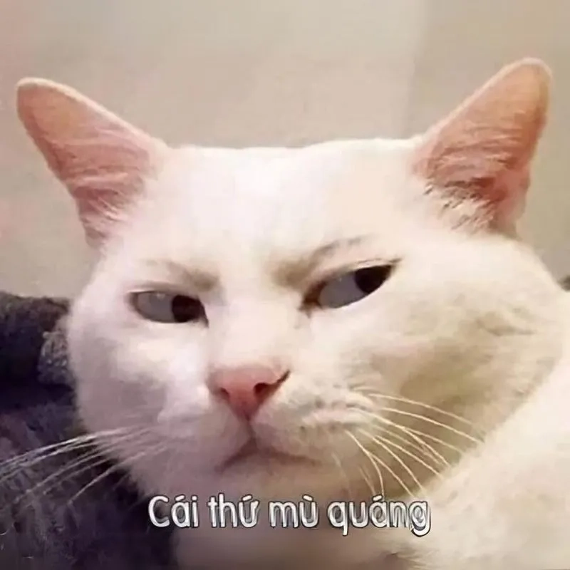 avatar-meme-cute-007-1 Meme bựa hài chắc chắn sẽ làm bạn bật cười không ngừng