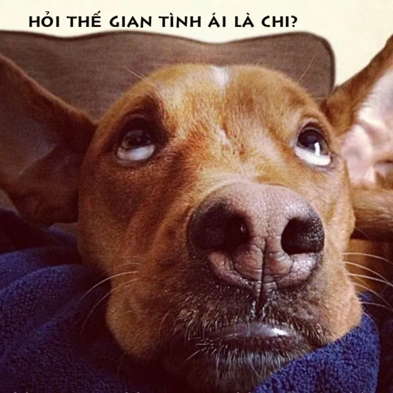 avatar-meme-cute-012-1 Chúc con gái yêu một sinh nhật thật vui và đầy ắp yêu thương