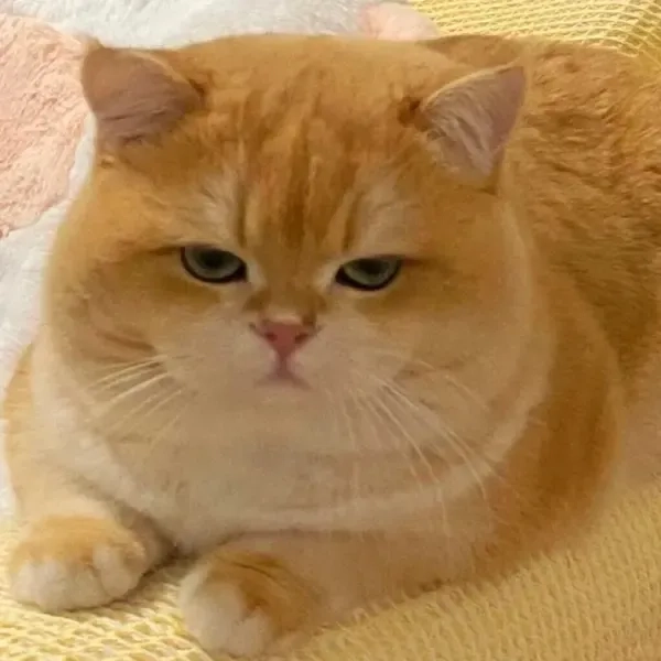 avatar-meme-meo-010-1 Ảnh meme avatar vô tri siêu cute cho mọi tín đồ yêu meme