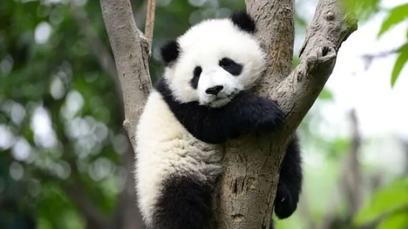 avatar-vo-tri-meme-008-1 Icon hài hước ảnh meme cute tạo điểm nhấn cho mọi khoảnh khắc