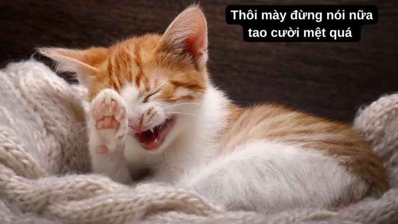 avatar-vo-tri-meme-010-1 Troll ảnh meme cute cực kỳ hài hước, thích hợp cho mọi lứa tuổi